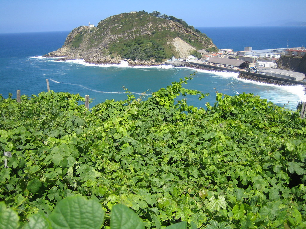 Txakoli grapes over Getaria